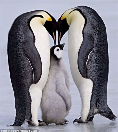 penguin family portrait emperor penguin baby penguins penguins