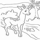 Deer Coloring Stream Surfnetkids Pages sketch template