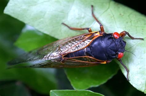 not much love in the air for swarm of mating cicadas