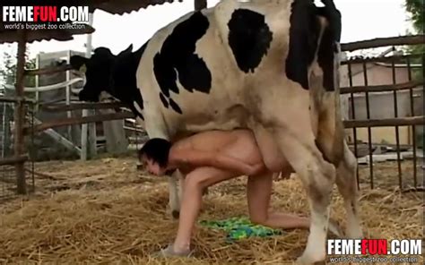 Slut Milks A Cow And Sprays The Cow S Milk On Her Big Tits And Face In