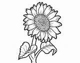 Girassol Flores Girasol Colorare Girasole Colorir Tournesol Gira Fiore Disegni Sunflower Girasoles Dibujar Imagenes Dibuixos Cempasuchil Cdn5 Colorier Natureza Acolore sketch template