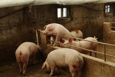 piles  pigs swine fever outbreaks  unreported  rural china