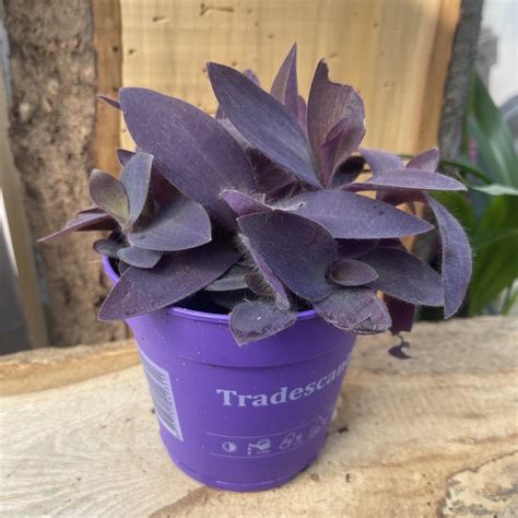 tradescantia pallida purple queen