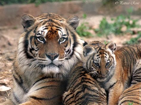 les apprentis bloggeurs blog archive le tigre du bengale