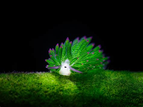sea sheep this adorable sea slug eats so much algae it can photosynthesize bored panda