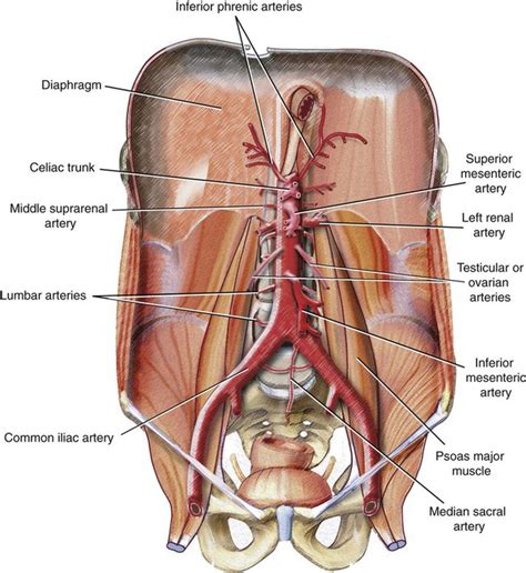 abdominal aorta   inferior vena cava radiology key