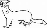 Ferret Coloring Pages Color Weasel sketch template