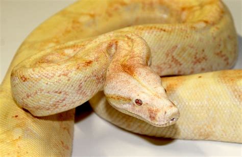 sold high pink albino red tail boa female faunaclassifieds