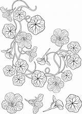 Nasturtium Tatouage Fleur sketch template