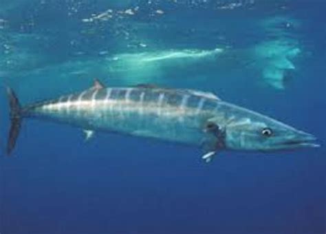 wahoo information  picture sea animals