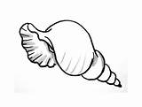 Drawing Seashell Shells Colouring Coloring Pages Shell Sea Clipartmag Outline Template Kids Cute Drawings Templates Clipart Choose Board sketch template