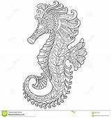 Seahorse Coloring Adults Pages Dreamstime Stock sketch template