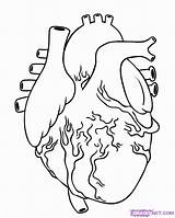 Heart Human Drawing Draw Coloring Pages Anatomical Organ Simple Step Anatomy Diagram Drawings Steps Real Realistic Organs Clipart Kids Color sketch template