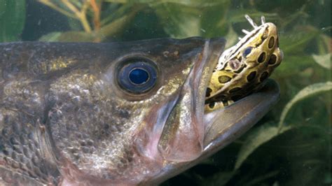 What Do Bass Eat Supreme Guide On Choosing The Right Bait