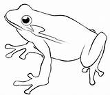 Frog Coloring Pages Poison Dart Kids Getdrawings sketch template
