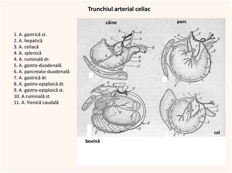 sistemul vascular periferic презентация онлайн