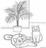 Cat Coloring Pages Birman Printable sketch template