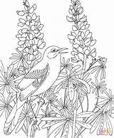 Coloring Pages Texas Bluebonnet Mockingbird Bird Flower State Birds Bluebonnets Printable Flowers Drawing Adult Line Blue Book Beautiful Realistic Sheets sketch template