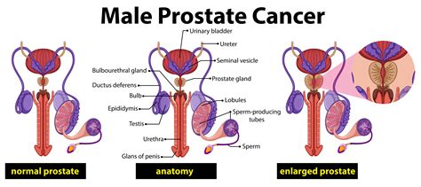 Anatomy Of The Prostate Gland