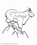 Mountain Goat Coloring Pages Kids Animal Wild Animals Lion Drawing Mountains Peak Colouring Goats Honkingdonkey Outline Sheets Activity Print Sheet sketch template