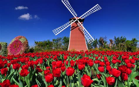 tulips  windmills     dutch molen