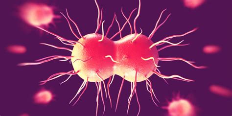 gonorrhea is more resistant to antibiotics warns world health organization
