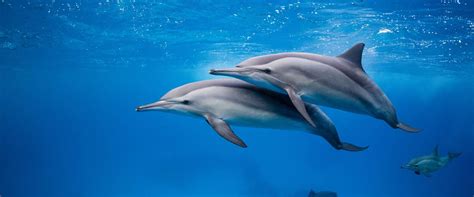delfine simsim dive safari ausfluege