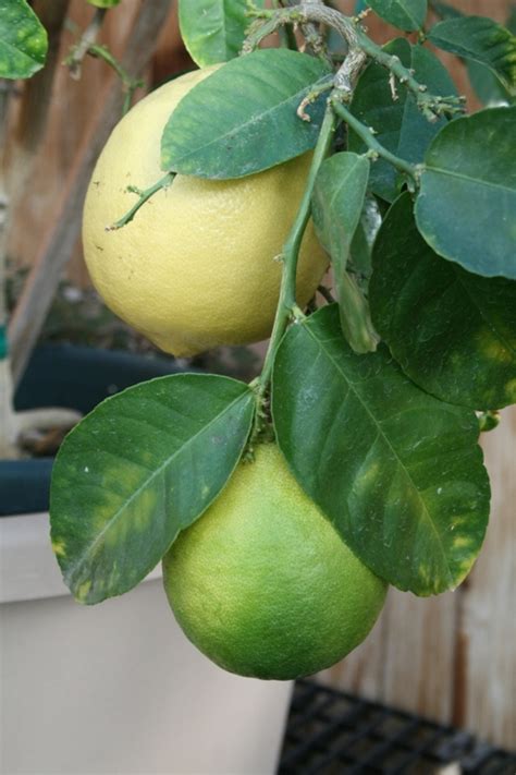 flower bin   grow dwarf citrus indoors