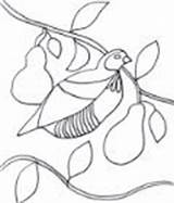 Partridge Pear Tree Coloring Today sketch template