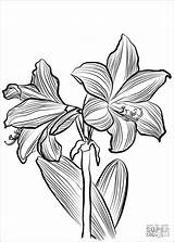 Amaryllis Coloring Pages Coloringbay Drawing Categories sketch template