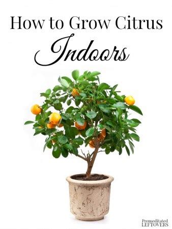 grow citrus indoors
