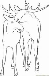 Coloring Moose Couple Coloringpages101 Pages sketch template