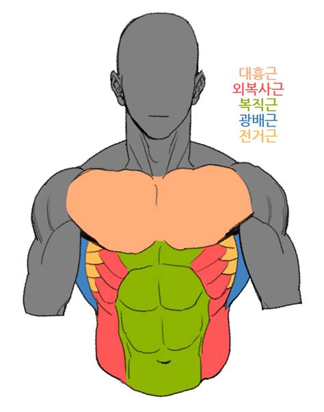 male anatomy sketch abstract male anatomy sketch  en ni  deviantart male human anatomy