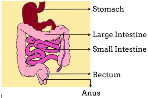 what is the longest part of the alimentary canal aduodenum
