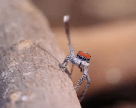 spider bug gif find share  giphy