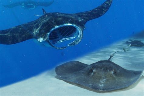 manta rays  stingrays whats  difference manta ray advocates