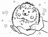 Hedgehog Pages Coloring Colouring Line Sheets Drawing Preschool Baby Sheet Getdrawings sketch template