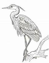 Great Heron Blue Bird Outline Coloring Drawings Pages Drawing Herons Stencil Clipart Sketch Tattoo Colouring Héron Dessin Animal Watercolor Search sketch template
