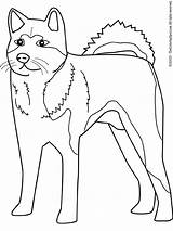 Akita Coloring Pages sketch template