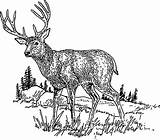 Deer Coloring Book Vector Craft Books Graphics sketch template