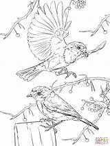 Coloring Robins Pages European Robin Bird Supercoloring Printable American Colouring Birds Drawing Printables Drawings Wood Animals Ducks sketch template