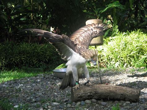 File Philippine Eagle Spread Wings  Wikimedia Commons