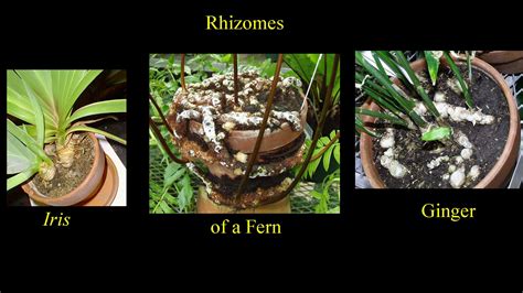 department  botany rhizome botany plants