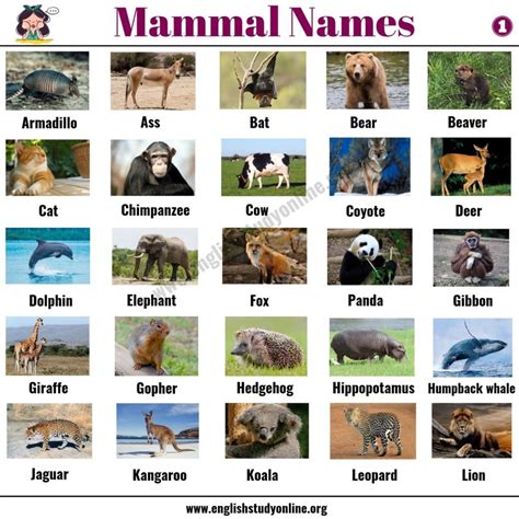 list  mammals  popular mammal names  examples  esl pictures english study