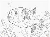 Puffer Fish Coloring Pages Awesome Divyajanani sketch template