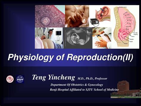 ppt physiology of reproduction ii powerpoint presentation free