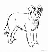 Coloring Pages Dog Labrador Retriever Getdrawings sketch template