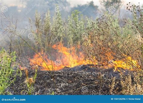 bosbrand die droog gras branden de zomer droogte stock foto image  verbranding blad