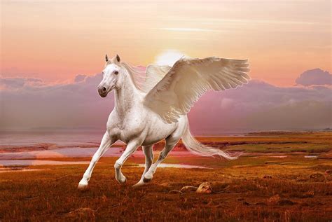 winged horse pegasus  art wallpapers hd desktop  mobile