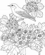 Bluebird Hawthorn sketch template
